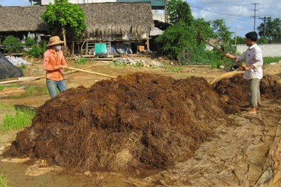 Gia tăng chuỗi giá trị lúa gạo từ quản lý rơm rạ theo hướng tuần hoàn