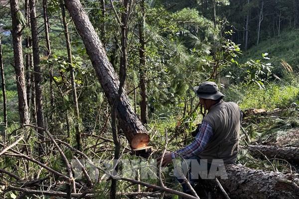 Lâm Đồng: Xác định được 2 đối tượng triệt phá rừng thông sau 24 giờ điều tra