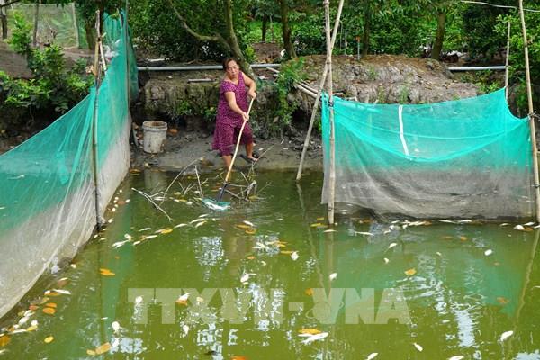 Cá nuôi của nhiều hộ dân Đồng Tháp bị chết bất thường