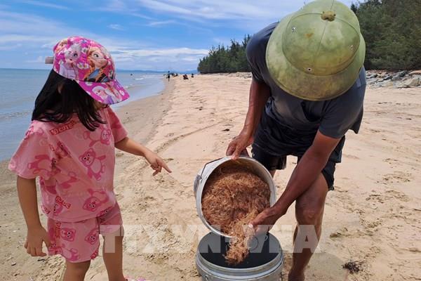 Ngư dân bãi ngang Quảng Bình trúng vụ ruốc biển