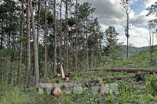 Công an Lâm Đồng điều tra vụ triệt hạ rừng thông trái phép gần 30 năm tuổi