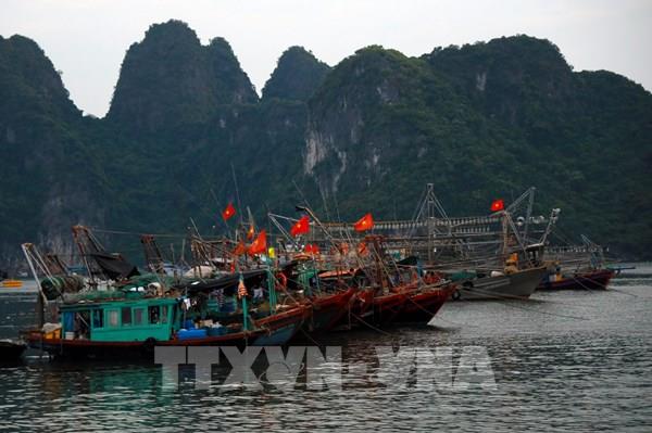 Ứng phó với bão số 1: Bão giật cấp 8 tiến gần vào Móng Cái (Quảng Ninh)