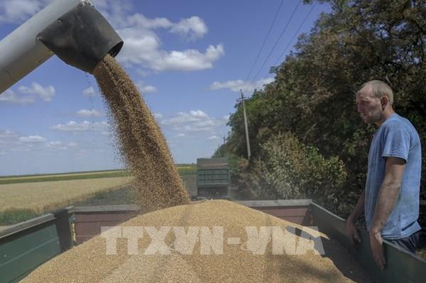 EU cân nhắc xuất khẩu ngũ cốc Ukraine bằng đường bộ