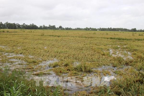 Trên 4.000 ha lúa tại Hậu Giang bị ảnh hưởng do mưa kéo dài