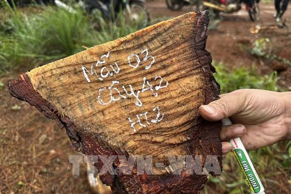 Rừng thông ở Lâm Đồng tiếp tục bị bức hại