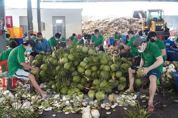 Tháng 8, Trung Quốc sẽ kiểm tra vùng trồng, cơ sở đóng gói dừa tươi Việt Nam