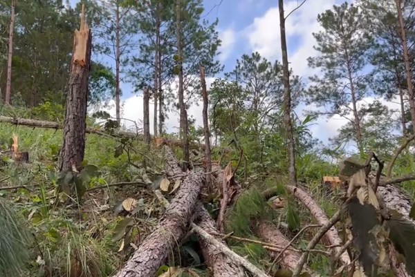 Lâm Đồng: Để xảy ra phá rừng, một Chủ tịch xã bị tạm đình chỉ công tác