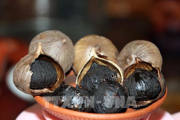 Phát triển kinh tế từ sản phẩm tỏi đen theo công nghệ Nhật Bản