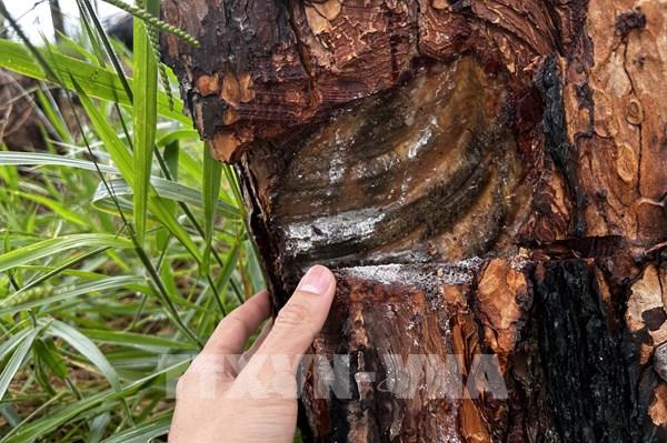 Cận cảnh hàng trăm cây thông tự nhiên bị bức hại ở Lâm Đồng