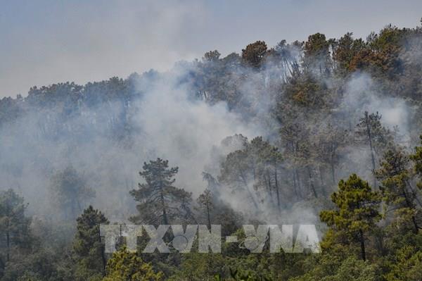 Cháy rừng tại Algeria khiến ít nhất 60 người thương vong