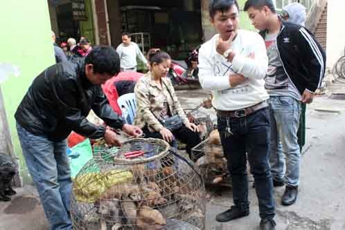Ngăn chặn nhập lậu giống vật nuôi