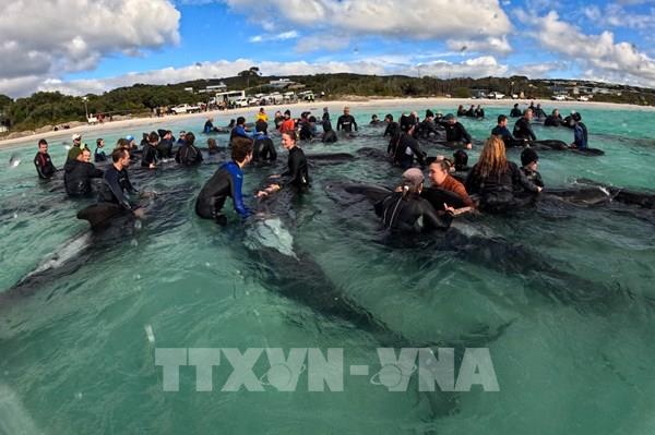 Australia giải cứu 45 con cá voi mắc cạn