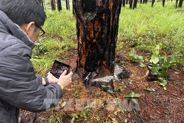 Vụ đầu độc rừng thông ở Lâm Đồng: Thành lập các đội tuần tra bảo vệ rừng