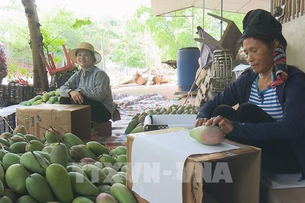 Bộ Công Thương "mở đường" cho sản phẩm xoài, nhãn Sơn La