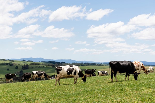 Cách công nghệ định hình ngành chăn nuôi bò sữa của Australia