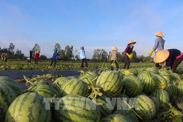 Khuếch trương sản phẩm để tiêu thụ nông sản