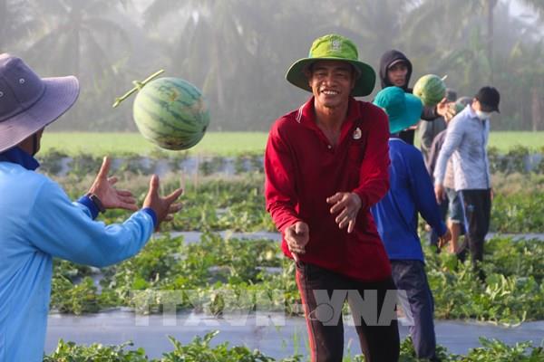 Chủ động thị trường để mở rộng tiêu thụ nông sản