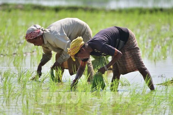 Chuyên gia khuyến cáo về ảnh hưởng của nắng nóng đối với chất lượng gạo