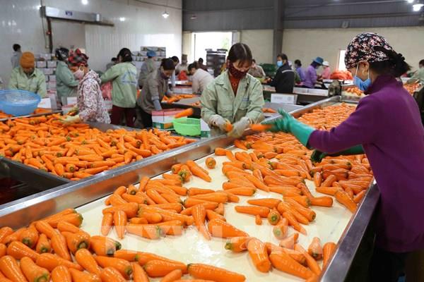 Khơi thông nguồn vốn hỗ trợ tiêu thụ và xuất khẩu nông sản