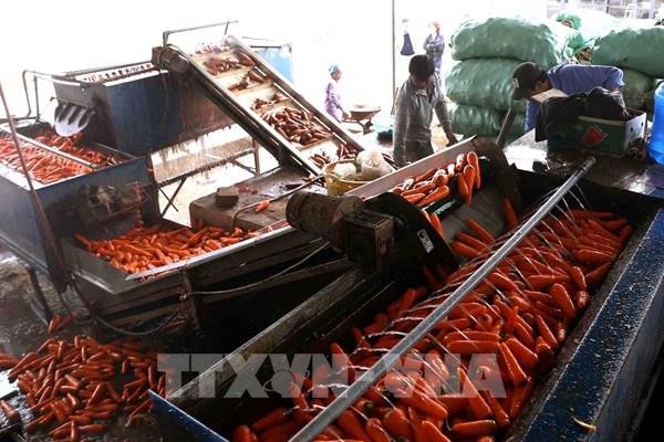 Quảng bá nông sản sang thị trường châu Phi còn nhiều khó khăn