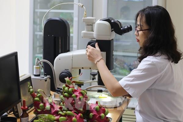 Lạng Sơn đảm bảo chặt quy trình kiểm tra, kiểm dịch hoa quả tươi xuất nhập khẩu