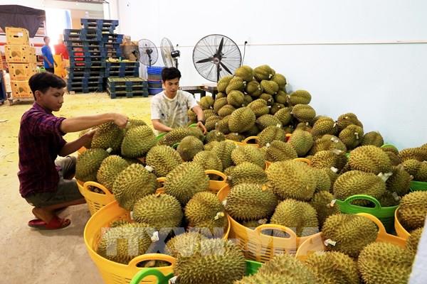 Sức bật mới cho các địa phương miền núi xuất khẩu nông sản