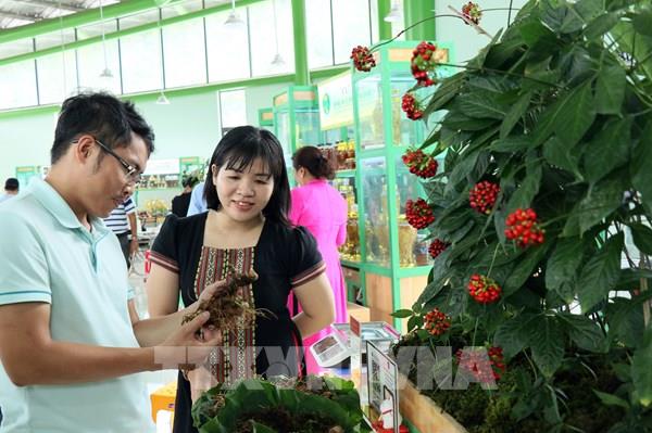 Quảng Nam: 60 cơ sở kinh doanh tham gia phiên chợ sâm Ngọc Linh và hàng nông sản