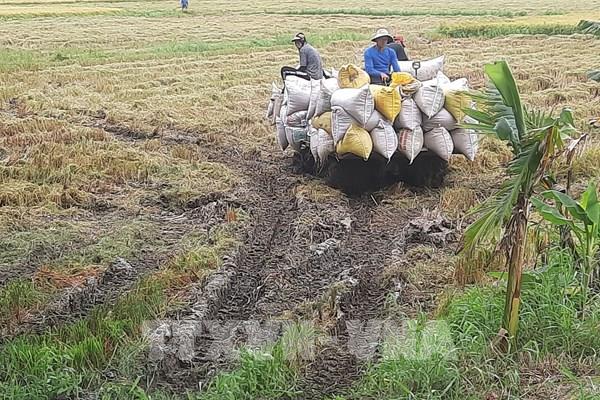 Giá lúa tiếp tục tăng cao khi nguồn cung toàn cầu bị thắt chặt