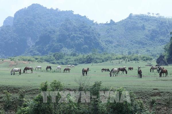 Hấp dẫn thảo nguyên Đồng Lâm Xứ Lạng