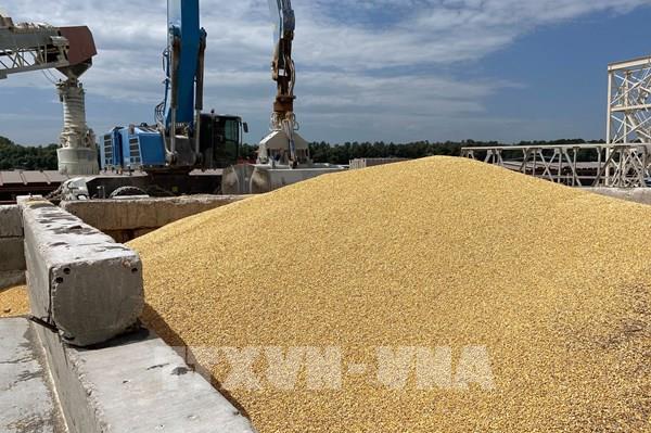 Châu Phi kêu gọi mở cửa cho xuất khẩu ngũ cốc và phân bón của Nga