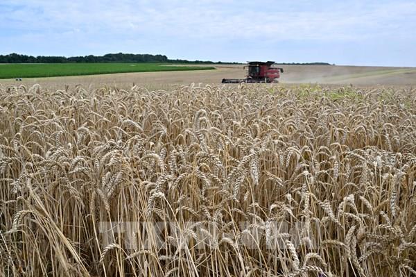 Ba Lan đề xuất EU đầu tư 1 tỷ euro hỗ trợ xuất khẩu ngũ cốc Ukraine