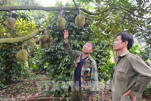 Giá sầu riêng đầu vụ tăng cao, nhộn nhịp "cọc, chốt"