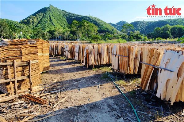 Một số doanh nghiệp vi phạm không ảnh hưởng đến hoàn thuế của cả ngành gỗ