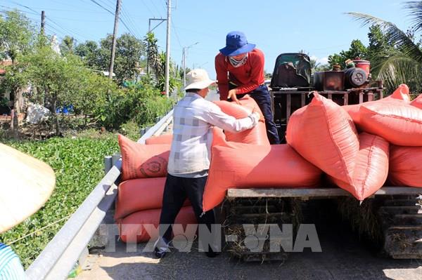 Vĩnh Long chủ động thu mua, dự trữ và xuất khẩu gạo