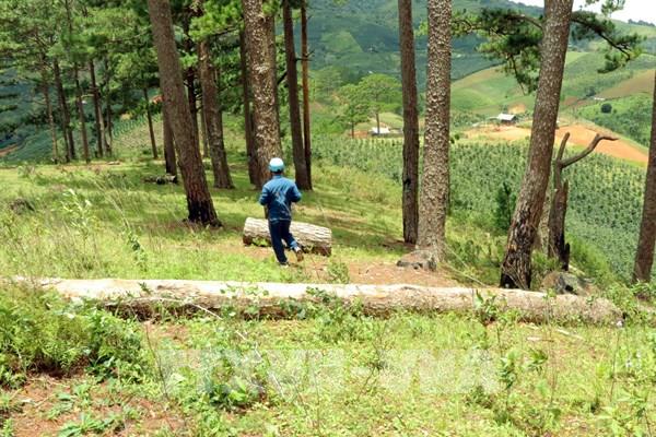 Tháo gỡ khó khăn, vướng mắc trong chuyển mục đích sử dụng rừng sang mục đích khác