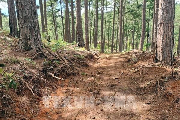 Kiến nghị xử lý nhiều vi phạm tại Công ty Lâm nghiệp Nam Tây Nguyên