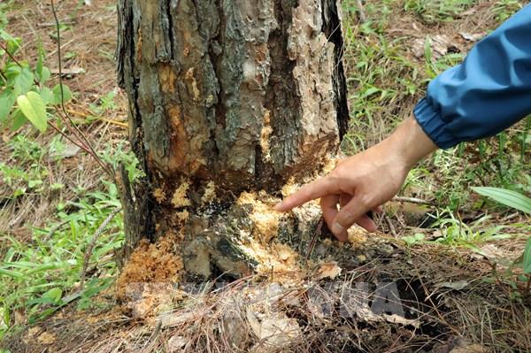 Cận cảnh rừng thông ở Lạc Dương- Lâm Đồng bị phá