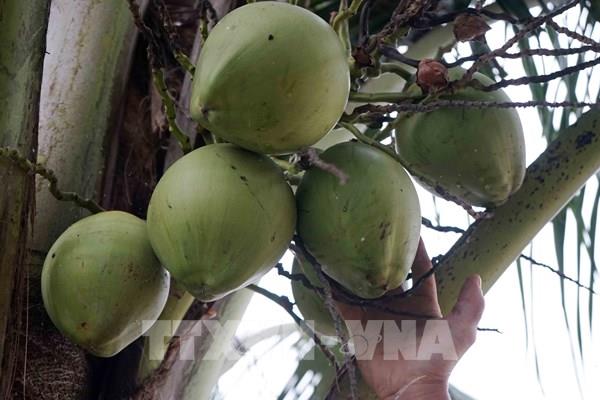 Hoa Kỳ mở cửa thị trường với trái dừa Việt Nam