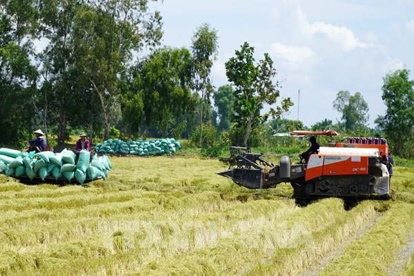 Nguồn cung lúa gạo đảm bảo an ninh lương thực quốc gia và xuất khẩu