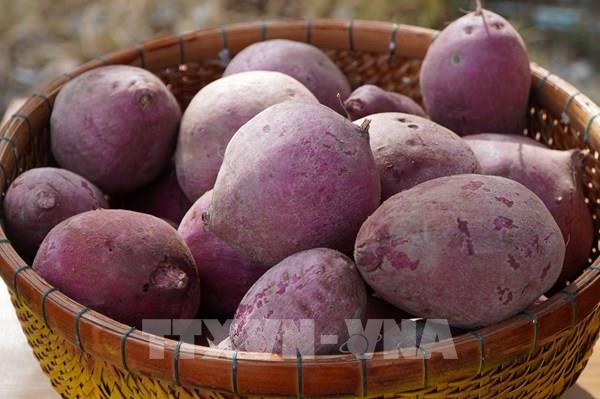 Độc đáo Ngày hội khoai lang tại Đồng Tháp ​