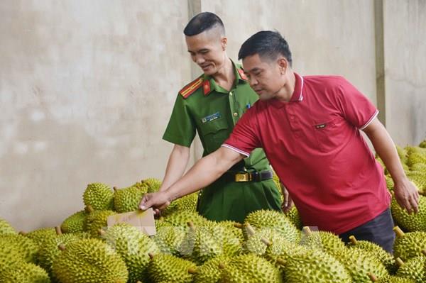 Đảm bảo an ninh trật tự, tránh tình trạng trộm cắp, hủy hoại các vườn cây sầu riêng