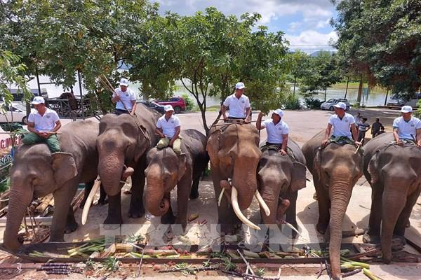 Đắk Lắk: Mở "tiệc buffet" cho đàn voi nhà 