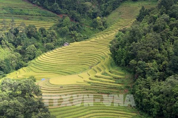 Về Bát Xát ngắm "mùa vàng" trên những thửa ruộng bậc thang