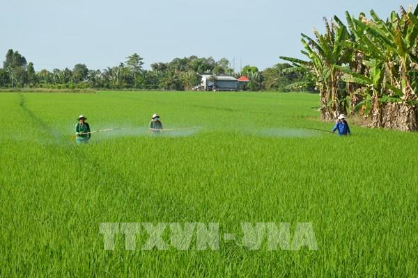 Nhiều mô hình, dự án sản xuất lúa chất lượng cao xuất khẩu