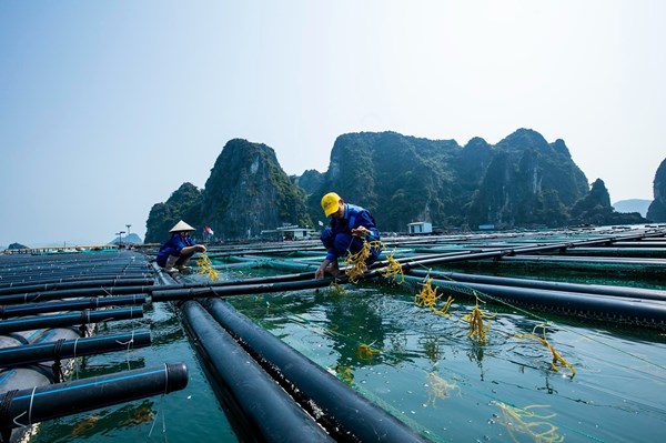 Nuôi biển gắn với du lịch giúp gia tăng giá trị cho ngư dân