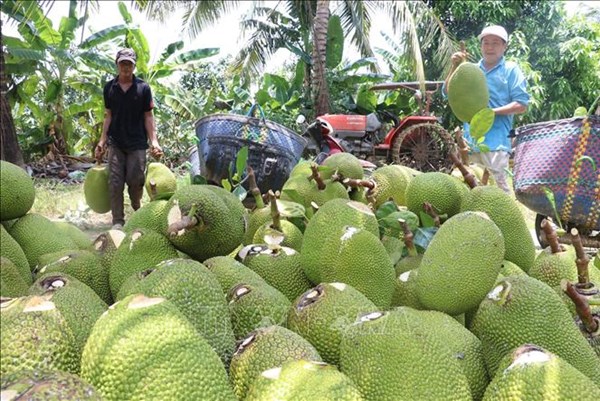 Từ 20/1, chủ mã số vùng trồng không trực tiếp xuất khẩu sẽ phải khai báo