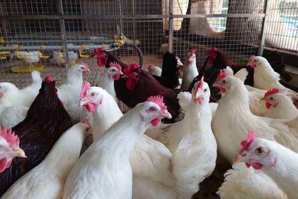 Hòa Phát cung cấp giống gà đẻ trứng hồng mang lại giá trị kinh tế cao