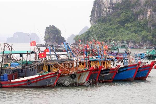 Quảng Ninh cấm lưu hành các tàu cá vi phạm khai thác IUU từ ngày 1/9