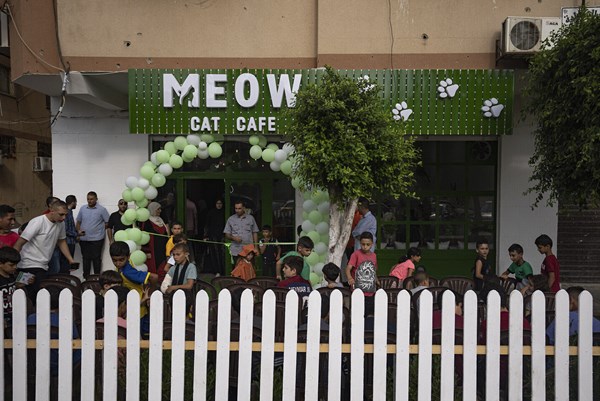 Quán cà phê mèo giúp giải tỏa áp lực cuộc sống