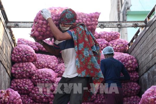 Ấn Độ áp thuế xuất khẩu 40% với hành